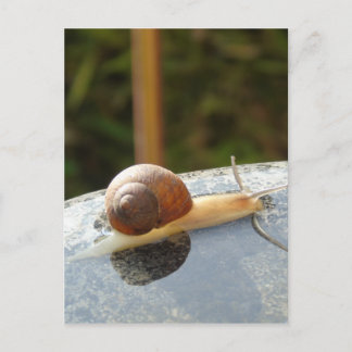 Refreshing Snail Vykort