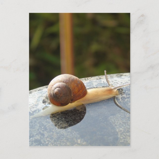 Refreshing Snail Vykort (Framsida)