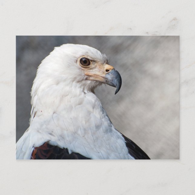 Regal American Örn Porträtt Vykort (Framsida)