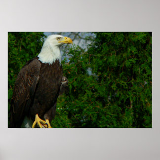 Regal American Örn Poster