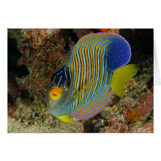 Regal angelfish hälsningskort