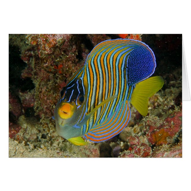 Regal angelfish hälsningskort (Framsidan Horizontal)