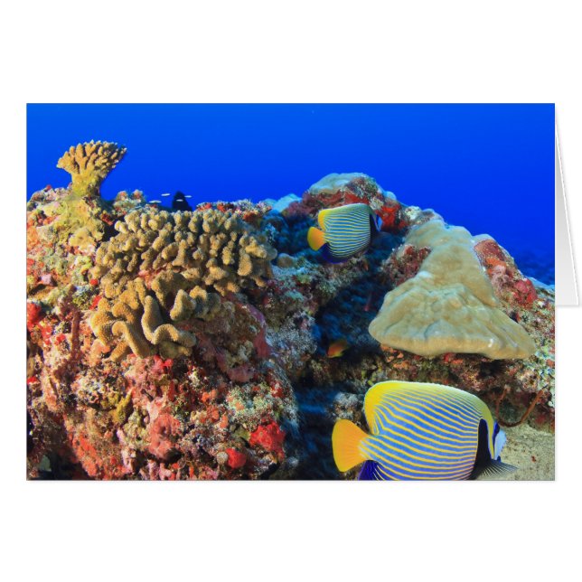 Regal Angelfish Pygoplites diacanthus) Hälsningskort (Framsidan Horizontal)