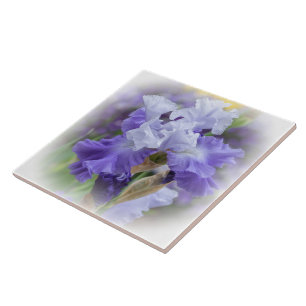 Regal Bearded Iris - Lila & White Kakelplatta