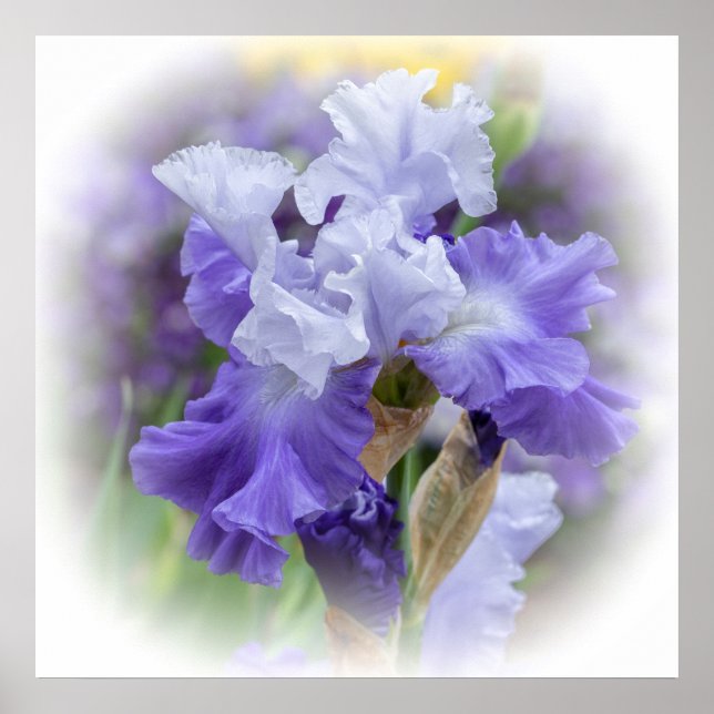 Regal Bearded Iris - Lila & White Poster (Framsidan)