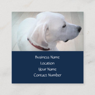 Regal Cute White Labrador Mix Hund Profile Blue Fyrkantigt Visitkort