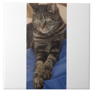 Regal Dave Photo Tile Kakelplatta