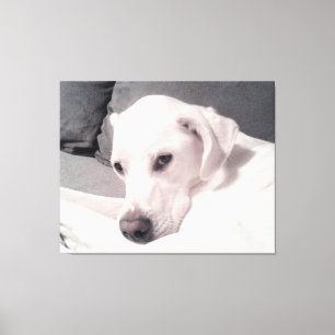 Regal Elegant Vit Hund Grått Kanvastryck, marijuan Canvastryck