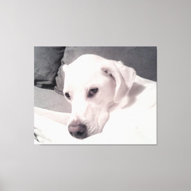 Regal Elegant Vit Hund Grått Kanvastryck, marijuan Canvastryck (Framsida)