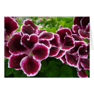 Regal Geranium Flowers Elegant Maroon Blommigt Hälsningskort