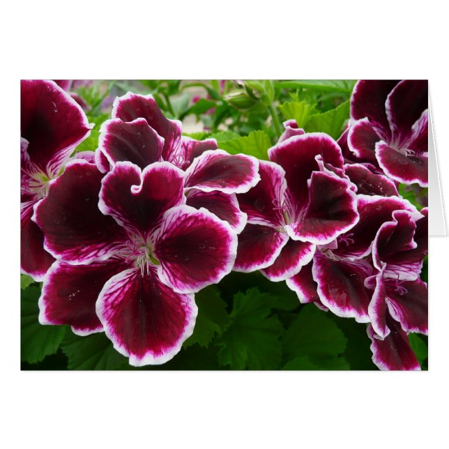 Regal Geranium Flowers Elegant Maroon Blommigt Hälsningskort (Framsidan Horizontal)