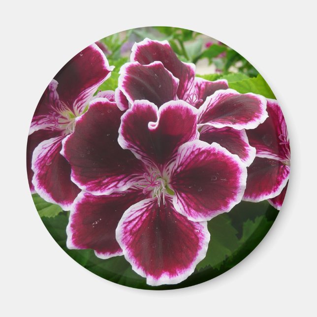 Regal Geranium Flowers Elegant Maroon Blommigt Lug Magnet (Framsidan)
