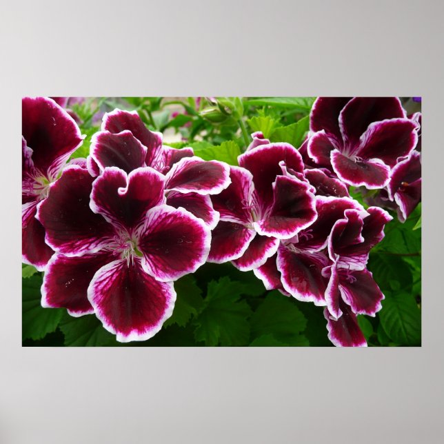 Regal Geranium Flowers Elegant Maroon Blommigt Lug Poster (Framsidan)