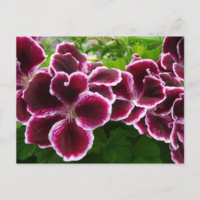 Regal Geranium Flowers Elegant Maroon Blommigt Lug Vykort (Framsida)