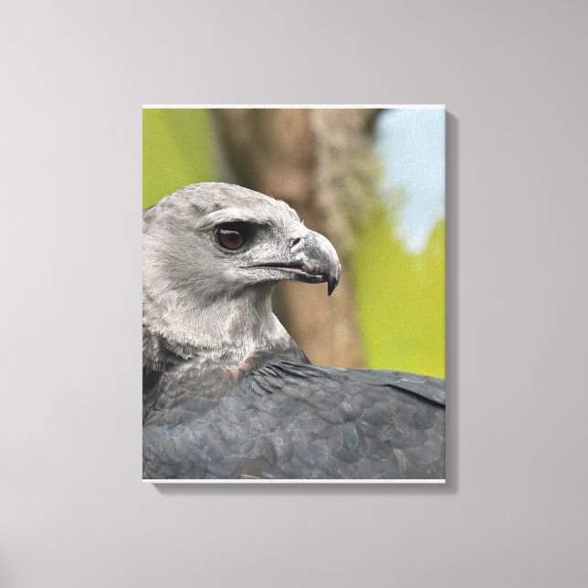 Regal Harpy Eagle Canvastryck (Framsida)