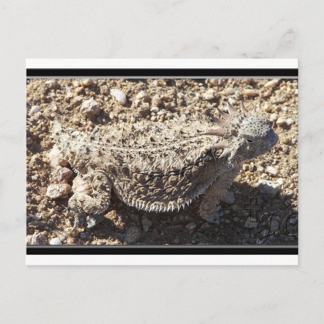 Regal Horned Lizard Vykort (Framsida)