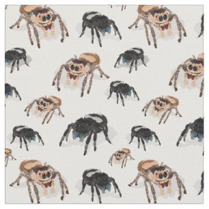 Regal jumping Spider Phiddipus Regius White Tyg