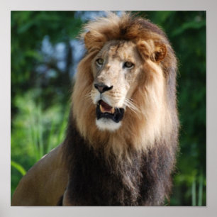 Regal lejon affisch