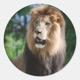 Regal lejon klistermärke