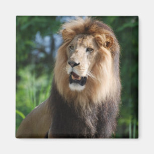Regal lejon magnet