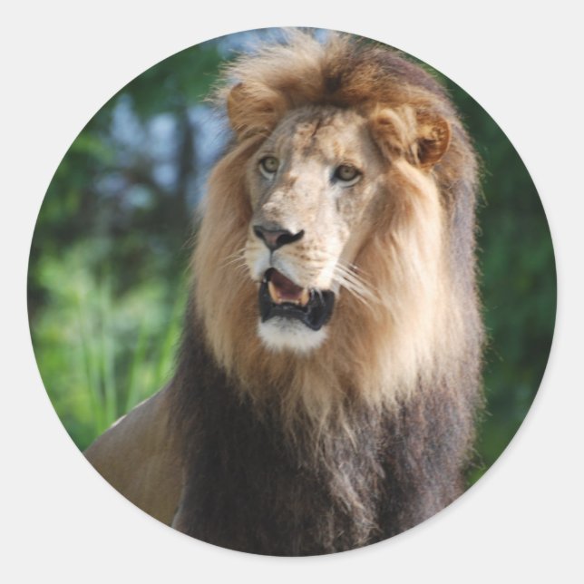 Regal Lejon Sticker Runt Klistermärke (Framsida)