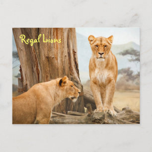 Regal Lejon vykort