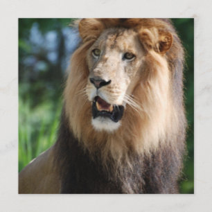Regal lejona inbjudningar