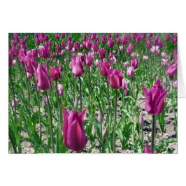 Regal Lila Tulips Hälsningskort