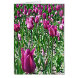 Regal Lila Tulips Hälsningskort