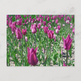 Regal Lila Tulips Vykort