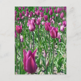 Regal Lila Tulips Vykort