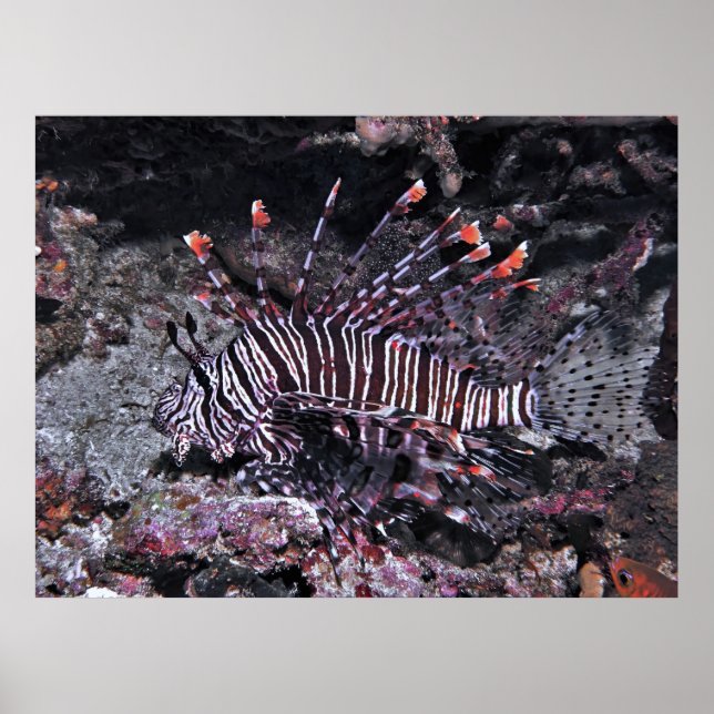 Regal Lionfish Poster (Framsidan)