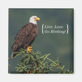 Regal Örn Magnet