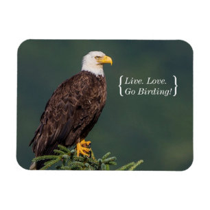 Regal Örn Magnet