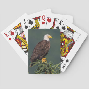 Regal örn spel kort