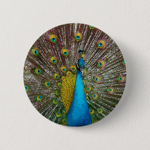 Regal Peacock Bird med Teal och Guld Plumage Knapp