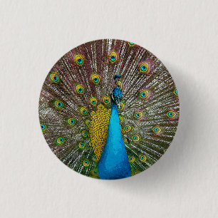 Regal Peacock med Teal och Guld Svan Feathers Knapp