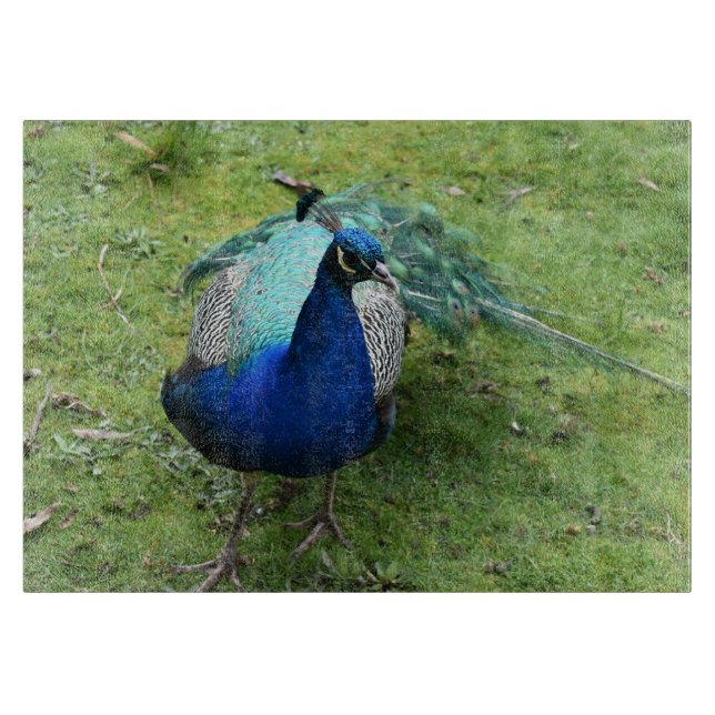 Regal Peacock Power (Framsidan)