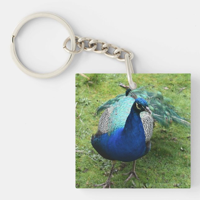 Regal Peacock Power  (Framsidan)