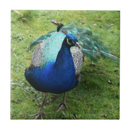 Regal Peacock Power Kakelplatta