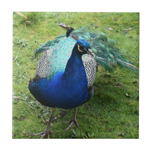 Regal Peacock Power  Kakelplatta (Framsidan)