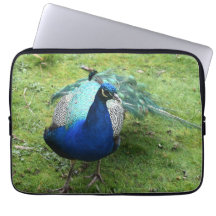 Regal Peacock Power