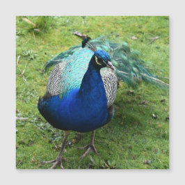 Regal Peacock Power Magnetic Card