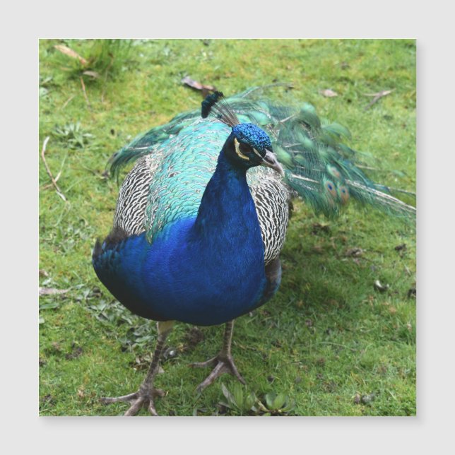 Regal Peacock Power Magnetic Card (Framsida)