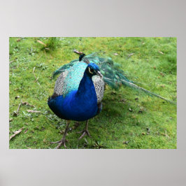 Regal Peacock Power Poster