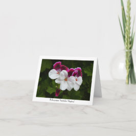Regal Pelargonium Blommor, utbytbara Hälsning Kort