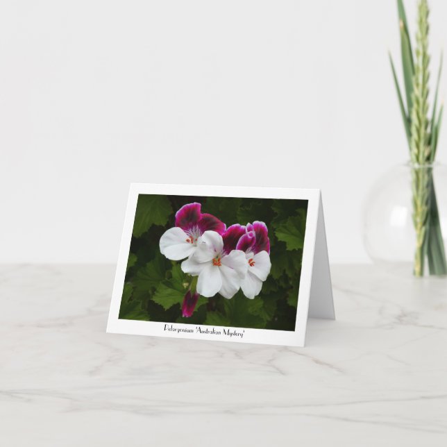 Regal Pelargonium Blommor, utbytbara Hälsning Kort (Framsida)