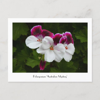 Regal Pelargonium-upphämtningsbart vykort