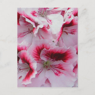 Regal Pelargonium-vykort Vykort