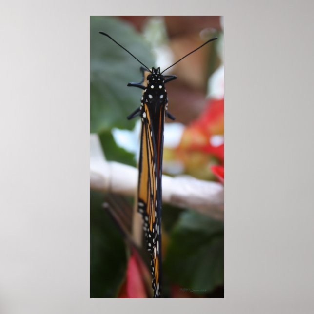 Regal Pposed Monarch Poster (Framsidan)